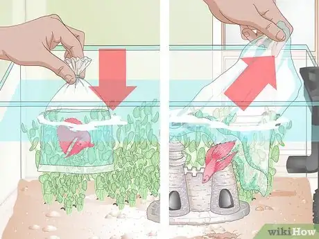 Image intitulée Set Up a Betta Tank Step 15