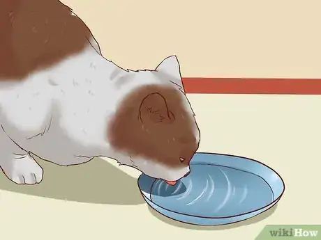 Image intitulée Cure a Cat of Constipation Step 16