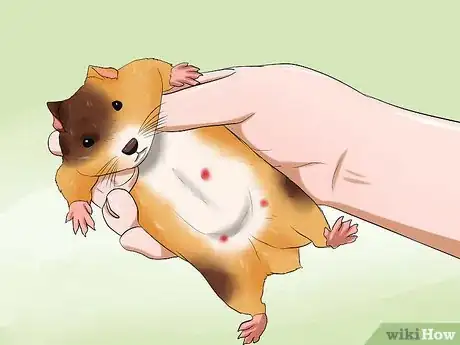Image intitulée Know if Your Hamster Is Dying Step 5