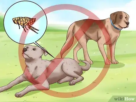 Image intitulée Identify Different Dog Worms Step 17