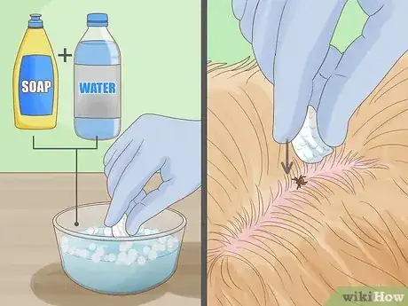 Image intitulée Remove a Tick from a Dog Without Tweezers Step 6