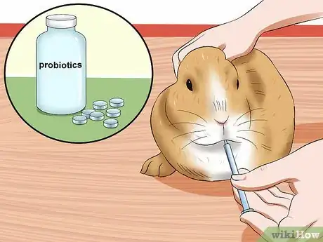 Image intitulée Treat Digestive Problems in Rabbits Step 15