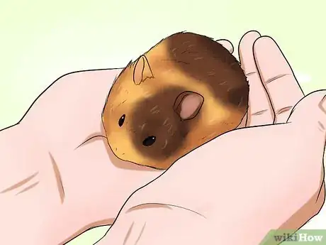 Image intitulée Know if Your Hamster Is Dying Step 6