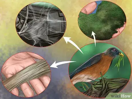 Image intitulée Tell a Male Robin from a Female Robin Step 7