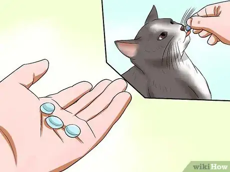 Image intitulée Train Your Cat to Come to You Step 1