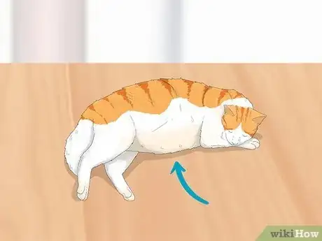 Image intitulée Tell if a Cat is Pregnant Step 5