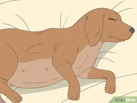 Image intitulée Detect Pregnancy in Your Female Dog Step 11