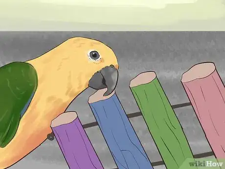 Image intitulée Entertain a Conure Step 1