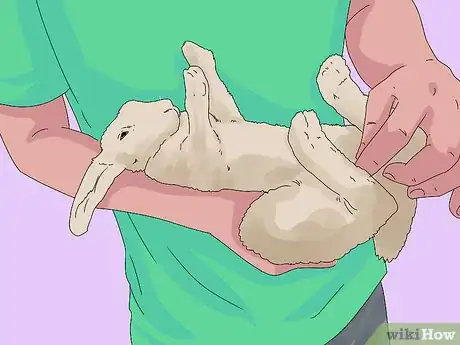 Image intitulée Determine the Sex of a Rabbit Step 4