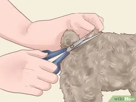 Image intitulée Care for a Toy Poodle Step 10
