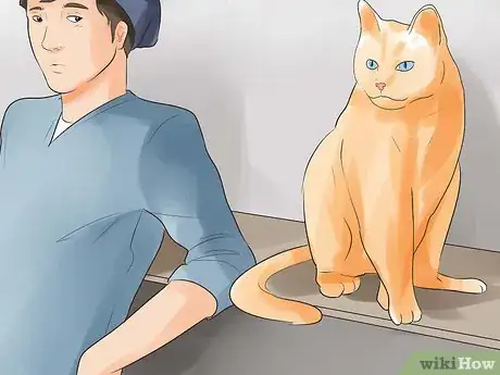 Image intitulée Know if Your Cat Is Dying Step 2