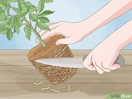 Image intitulée Grow Lemon Trees Indoors Step 21