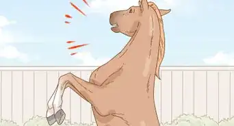 calmer un cheval rapidement