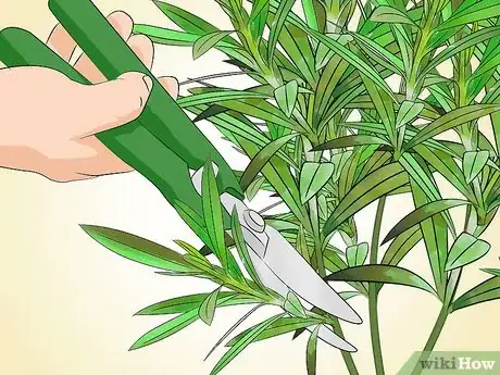 Image intitulée Grow Oleander Step 17