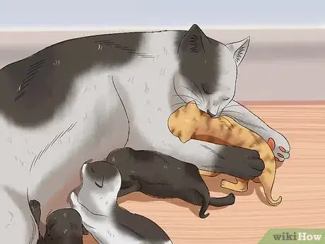 Image intitulée Care for Newborn Kittens Step 6