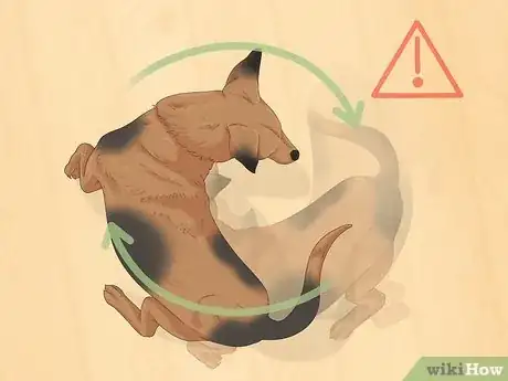 Image intitulée Treat Canine Stroke Step 1