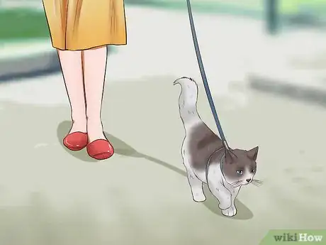 Image intitulée Leash Train a Cat Step 8