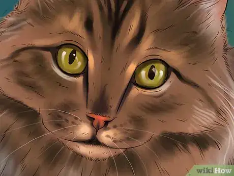 Image intitulée Identify a Maine Coon Step 5