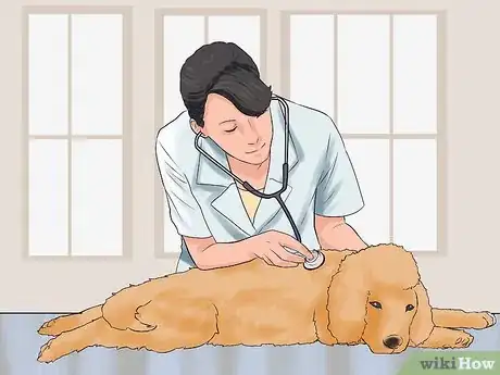 Image intitulée Care for a Toy Poodle Step 19