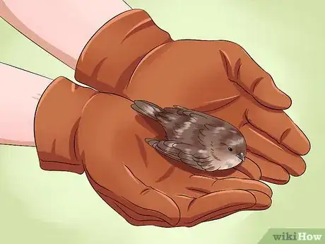 Image intitulée Care for an Injured Wild Bird That Cannot Fly Step 10