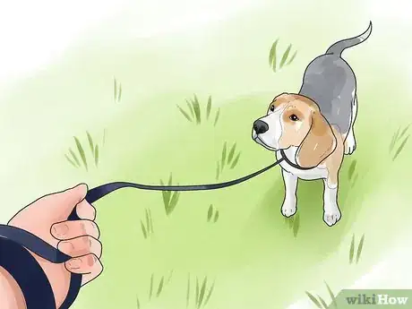 Image intitulée Take Care of a Beagle Puppy Step 7