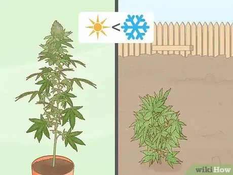 Image intitulée Tell the Difference Between Indica and Sativa Step 11