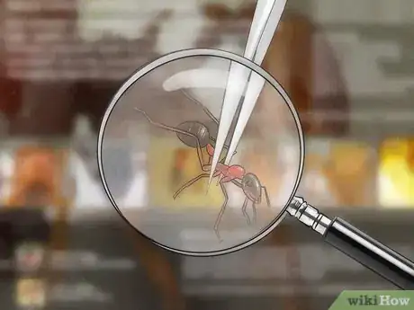 Image intitulée Identify Ants Step 12