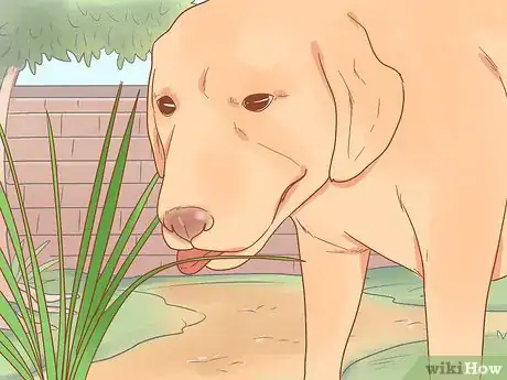 Image intitulée Stop Your Dog from Eating Grass Step 4