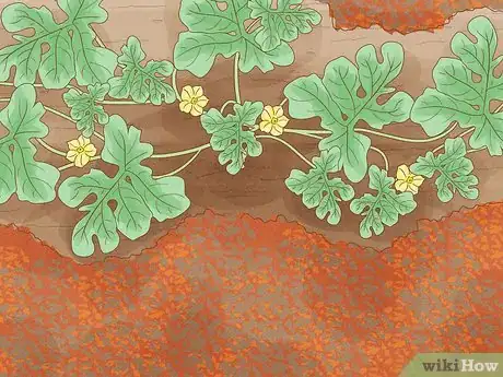Image intitulée Grow Watermelons Step 9