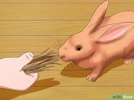 Image intitulée Train a Rabbit to Stop Chewing Carpet Step 5