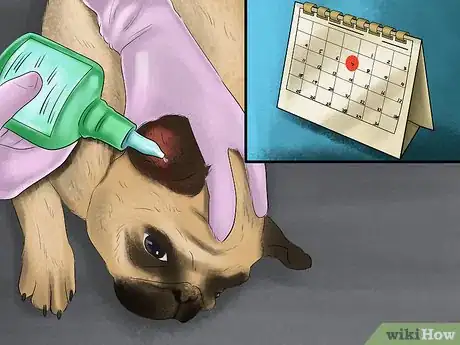 Image intitulée Care for a Pug Step 10