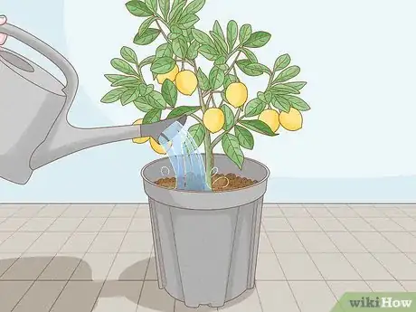 Image intitulée Grow Lemon Trees Indoors Step 9