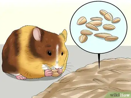 Image intitulée Know when Your Hamster Is Pregnant Step 7