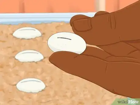 Image intitulée Take Care of Lizard Eggs Step 11