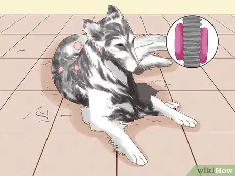 Image intitulée Diagnose and Treat Your Dog's Itchy Skin Problems Step 12