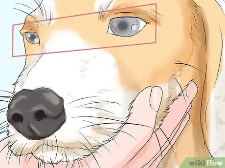 Image intitulée Determine if Your Dog Has Passed Away Step 3