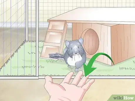Image intitulée Care for Chinchillas Step 15