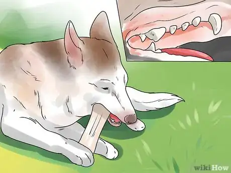 Image intitulée Determine Your Dog's Age By Its Teeth Step 3