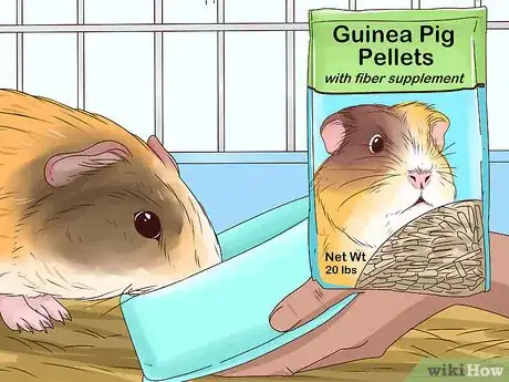 Image intitulée Feed a Guinea Pig Step 7