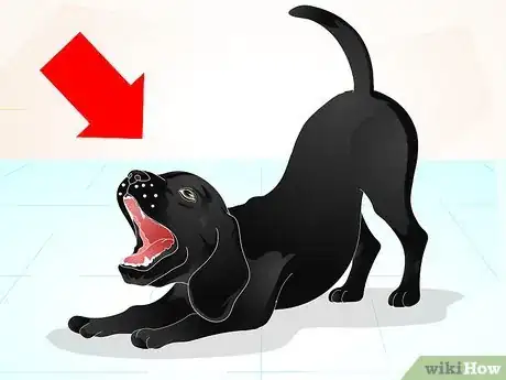 Image intitulée Train a Naughty Labrador Step 1