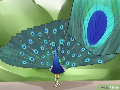 Image intitulée Care for Peacocks Step 10