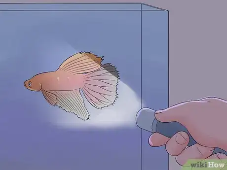 Image intitulée Cure Betta Fish Diseases Step 6