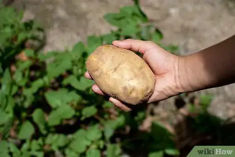 Image intitulée Plant Potatoes Step 5