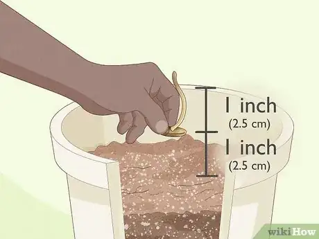 Image intitulée Plant Date Seeds Step 12