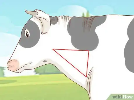 Image intitulée Give Cattle Injections Step 3