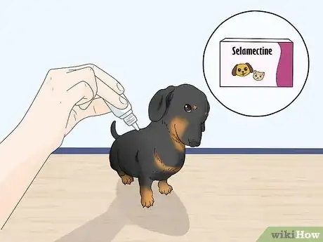 Image intitulée Care for Newborn Puppies Step 42