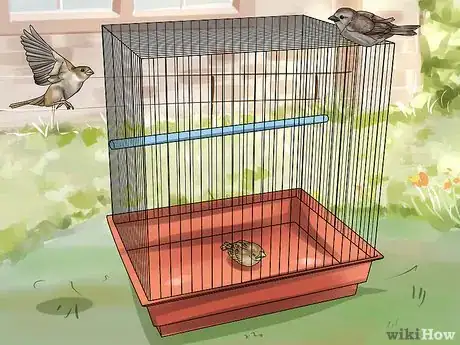 Image intitulée Raise a Baby House Sparrow Step 14