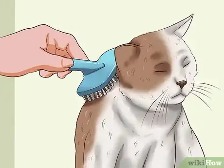 Image intitulée Clean Your Cat When He Can't Do It Himself Step 11