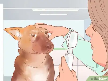 Image intitulée Be Nice to Your Pets Step 10