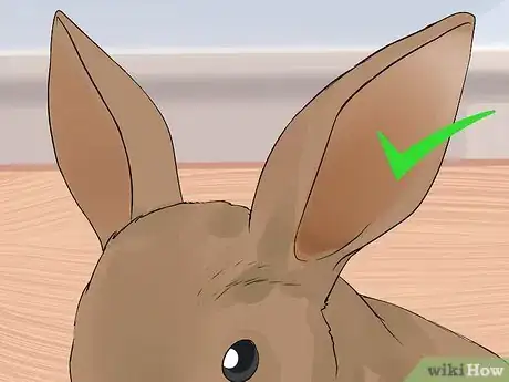 Image intitulée Clean Your Rabbit's Ears Step 10